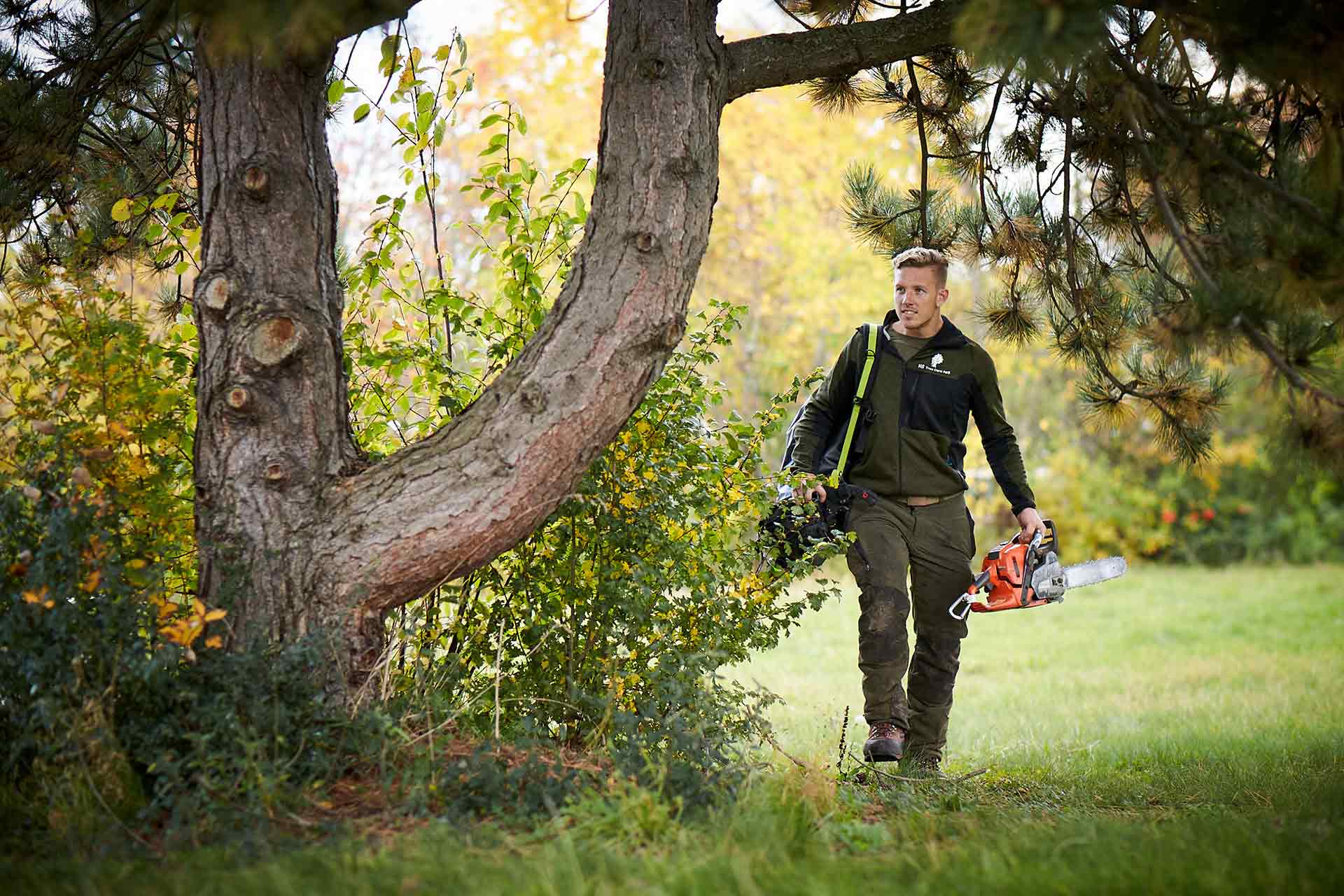 træbeskæring af deformt træ