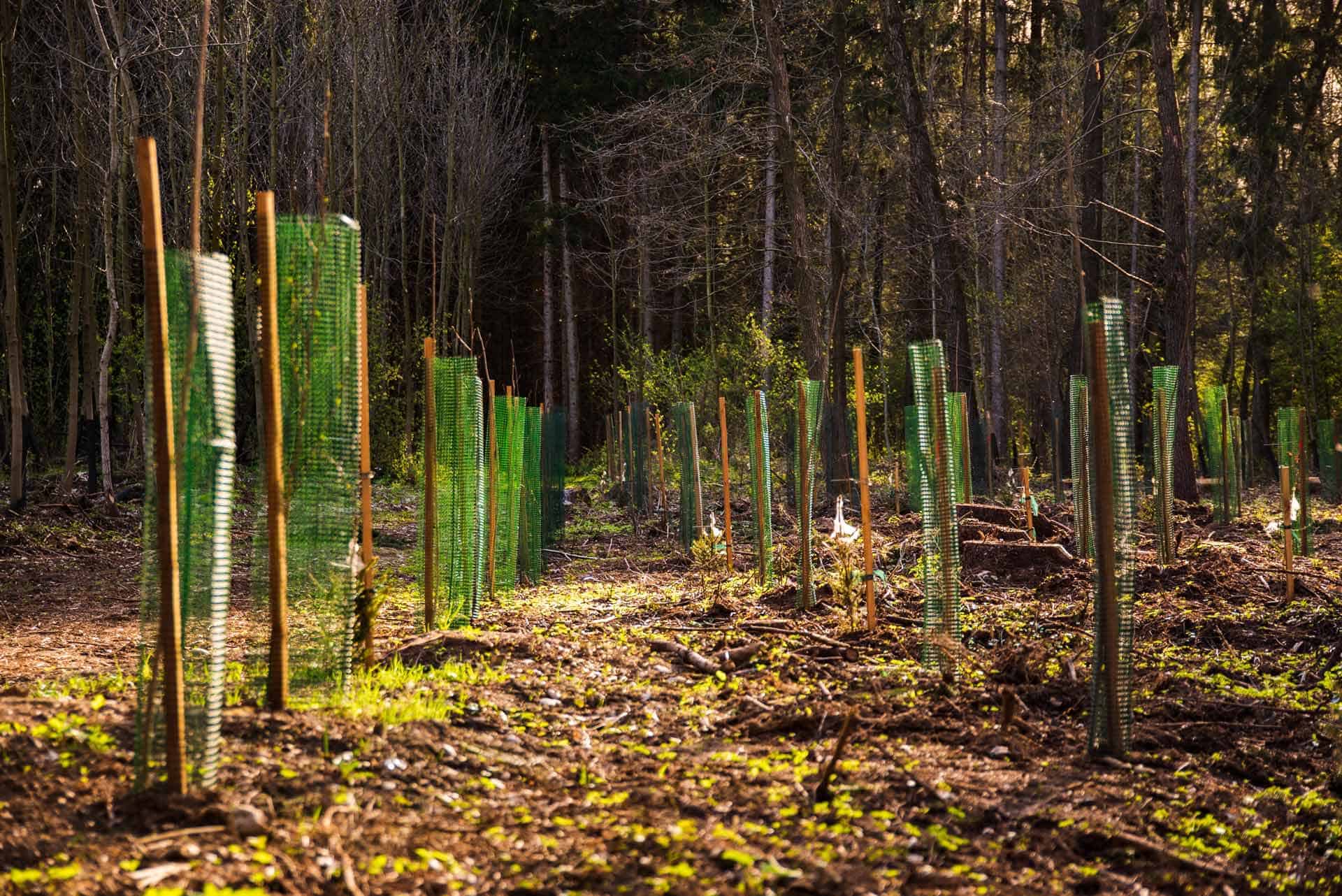 træplantning i skoven